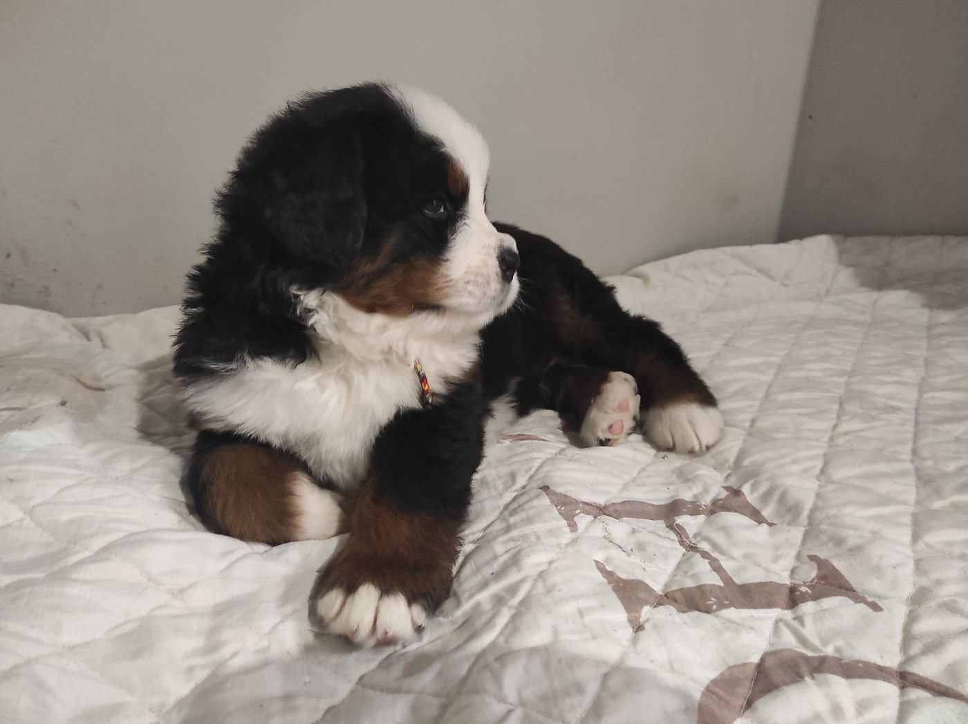 Des Bernois De La Roche Aux Fées - Bouvier Bernois - Portée née le 14/12/2025